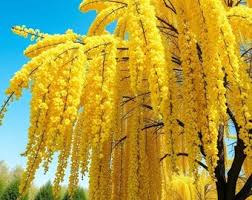 Attēlu rezultāti vaicājumam “Laburnum alpinum”