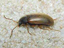 Attēlu rezultāti vaicājumam “Isomira murina”