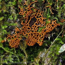 Attēlu rezultāti vaicājumam “Hemitrichia serpula macro”