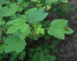 Attēlu rezultāti vaicājumam “Ribes spicatum”