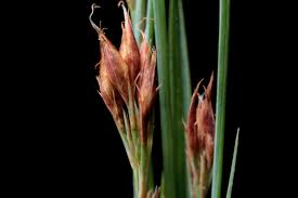 Attēlu rezultāti vaicājumam “Rhynchospora alba fruit”