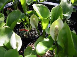 Attēlu rezultāti vaicājumam “Calla palustris leaf”