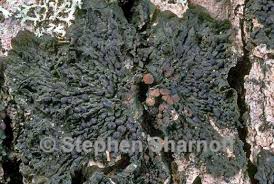 Attēlu rezultāti vaicājumam “Collema”