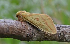 Attēlu rezultāti vaicājumam “Hepialus humuli”