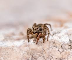 Attēlu rezultāti vaicājumam “Aelurillus v-insignitus”