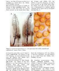 Attēlu rezultāti vaicājumam “Craterium aureonucleatum spores”