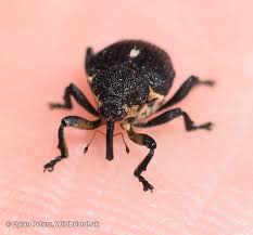 Attēlu rezultāti vaicājumam “Mononychus punctumalbum”