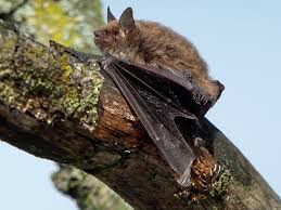 Attēlu rezultāti vaicājumam “Myotis dasycneme”