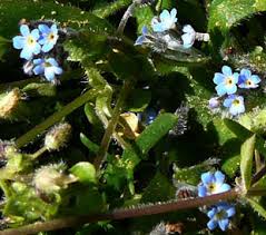 Attēlu rezultāti vaicājumam “Myosotis ramosissima flower”