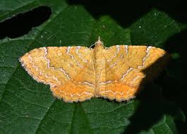 Attēlu rezultāti vaicājumam “Camptogramma bilineata”