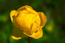 Attēlu rezultāti vaicājumam “Trollius europaeus”