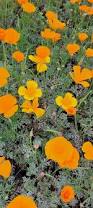 Attēlu rezultāti vaicājumam “Eschscholzia californica”