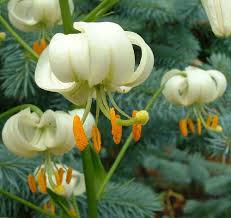 Image result for Lilium martagon Alba