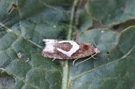 Attēlu rezultāti vaicājumam “Epiblema foenella”