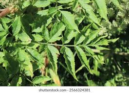 Attēlu rezultāti vaicājumam “Angelica sylvestris leaf”