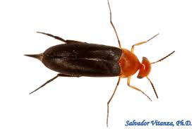 Attēlu rezultāti vaicājumam “Mordellidae”