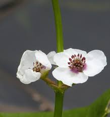 Attēlu rezultāti vaicājumam “Sagittaria sagittifolia flower”