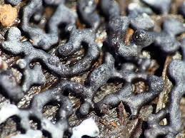 Attēlu rezultāti vaicājumam “Physarum cinereum macro”