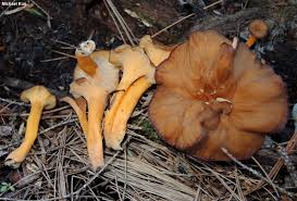 Attēlu rezultāti vaicājumam “Cantharellus lutescens”