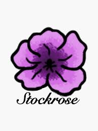 Image result for Stockrose