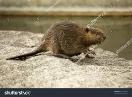 Attēlu rezultāti vaicājumam “Castor fiber”