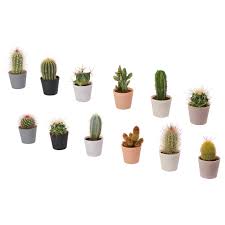Image result for Cactaceae