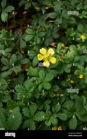 Attēlu rezultāti vaicājumam “Potentilla reptans bud”