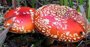 Attēlu rezultāti vaicājumam “Amanita muscaria”