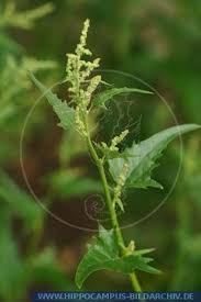 Attēlu rezultāti vaicājumam “Atriplex calotheca leaf”