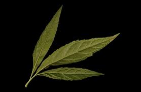 Attēlu rezultāti vaicājumam “Eupatorium cannabinum leaf”