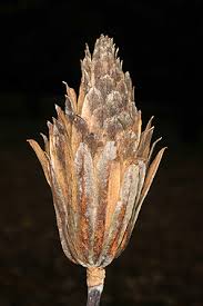 Attēlu rezultāti vaicājumam “Liriodendron tulipifera bud”