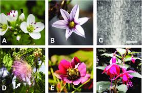 Attēlu rezultāti vaicājumam “Cardamine amara flower”