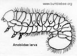 Attēlu rezultāti vaicājumam “Anobiidae”