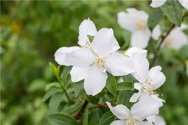 Attēlu rezultāti vaicājumam “Philadelphus lemoinei flower”