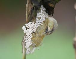 Attēlu rezultāti vaicājumam “Orgyia antiqua imago”