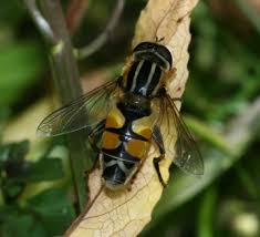 Attēlu rezultāti vaicājumam “Helophilus hybridus male”