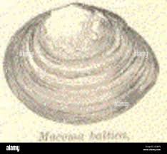 Attēlu rezultāti vaicājumam “Macoma baltica”