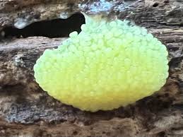 Attēlu rezultāti vaicājumam “Stemonitis marjana macro”