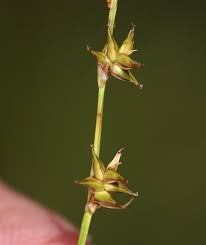 Attēlu rezultāti vaicājumam “Carex echinata”
