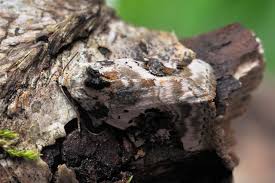 Attēlu rezultāti vaicājumam “Pseudeustrotia candidula”