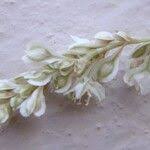 Attēlu rezultāti vaicājumam “Fallopia convolvulus fruit”