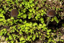 Attēlu rezultāti vaicājumam “Fissidens arnoldii sporophyte”