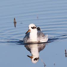 Attēlu rezultāti vaicājumam “Phalaropus fulicarius adult”
