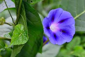 Image result for Ipomoea purpurea