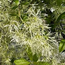 Attēlu rezultāti vaicājumam “Chionanthus virginicus”