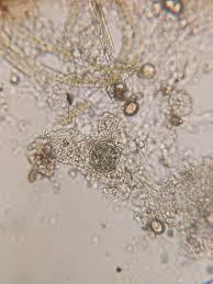 Attēlu rezultāti vaicājumam “Nostoc pruniforme macro”