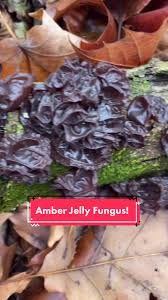 Attēlu rezultāti vaicājumam “Exidia recisa”