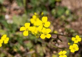 Attēlu rezultāti vaicājumam “Diplotaxis muralis flower”