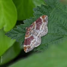 Attēlu rezultāti vaicājumam “Xanthorhoe spadicearia”