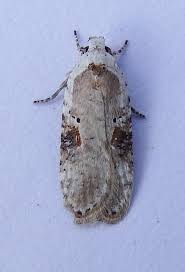 Attēlu rezultāti vaicājumam “Agonopterix alstromeriana”